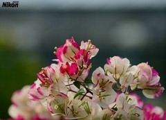 植物园的最后篇-簕杜鹃。
