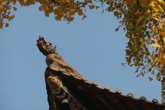 宝通寺拍银杏四（完）