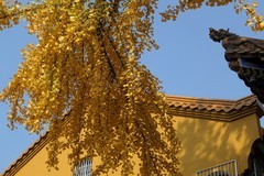 宝通寺拍银杏四（完）