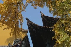 宝通寺拍银杏四（完）