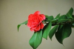 花花草草（七）