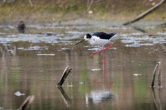 鸟中仙子---黑翅长脚鹬（二十三）