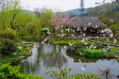 2026年第0234贴 - 无锡拈花湾纪实旅拍（0410）