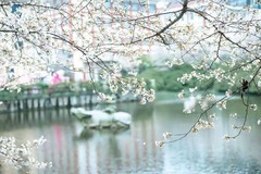 晚安文化园樱花园6