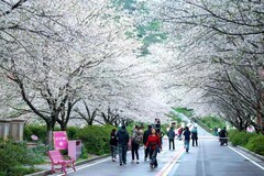 晚安文化园樱花园6