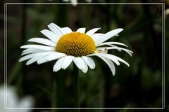 白松果菊