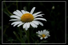 白松果菊