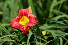 萱草花 (9)