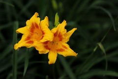 萱草花 (9)
