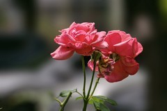 2026132 月 季 花
