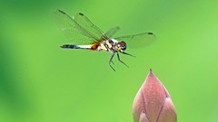 橙斑蜻蜓