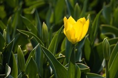 【镜头里】第1757号：国家植物园随拍花卉（一）