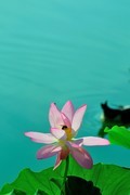 【视觉光影】夏 日 荷 莲 （23）