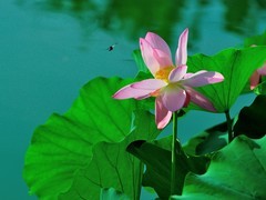 【视觉光影】夏 日 荷 莲 （23）