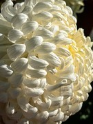 心心相系*金秋菊展——武汉随笔