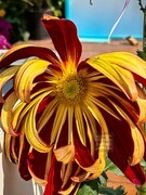 心心相系*金秋菊展——武汉随笔