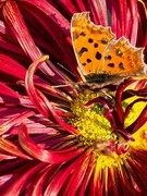 心心相系*金秋菊展——武汉随笔