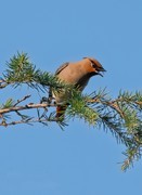 太平盛世太平乌