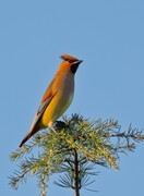 太平盛世太平乌