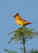 太平盛世太平乌