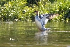 中华秋沙鸭（66）