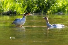中华秋沙鸭（66）