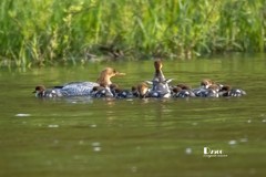 中华秋沙鸭（66）