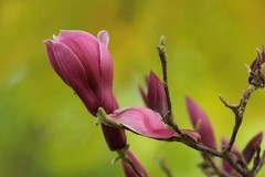 拍摄花卉一（987）