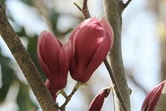 拍摄花卉一（987）