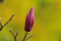 拍摄花卉一（987）