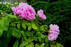 东湖牡丹园（一）