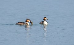 凤头僻鹈（二十四）