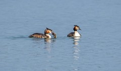 凤头僻鹈（二十四）