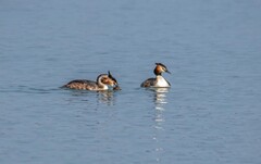 凤头僻鹈（二十四）