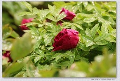 牡丹花【丙午年-070】