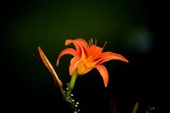 萱草花（3）
