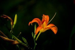 萱草花（3）