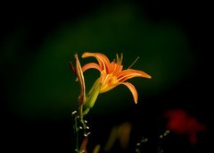 萱草花（3）