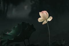 —— 暗荷 ——