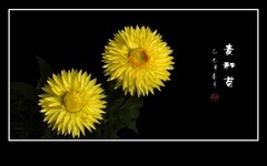 金灿灿的麦秆菊