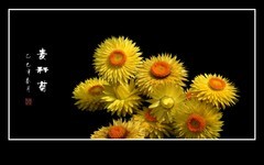 金灿灿的麦秆菊