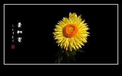 金灿灿的麦秆菊