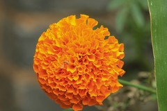 拍摄花卉一（840）