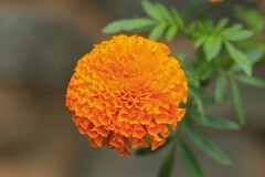 拍摄花卉一（840）