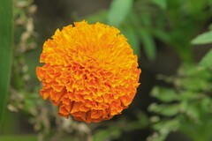 拍摄花卉一（840）