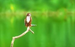 [26111] 飞舞的大翠