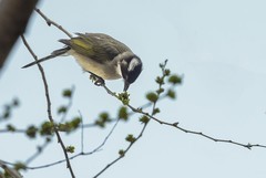 白头翁吃榆钱（2）