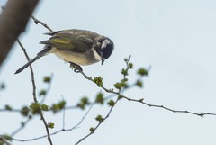 白头翁吃榆钱（2）