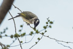 白头翁吃榆钱（2）