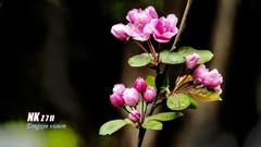 成都植物园（2）